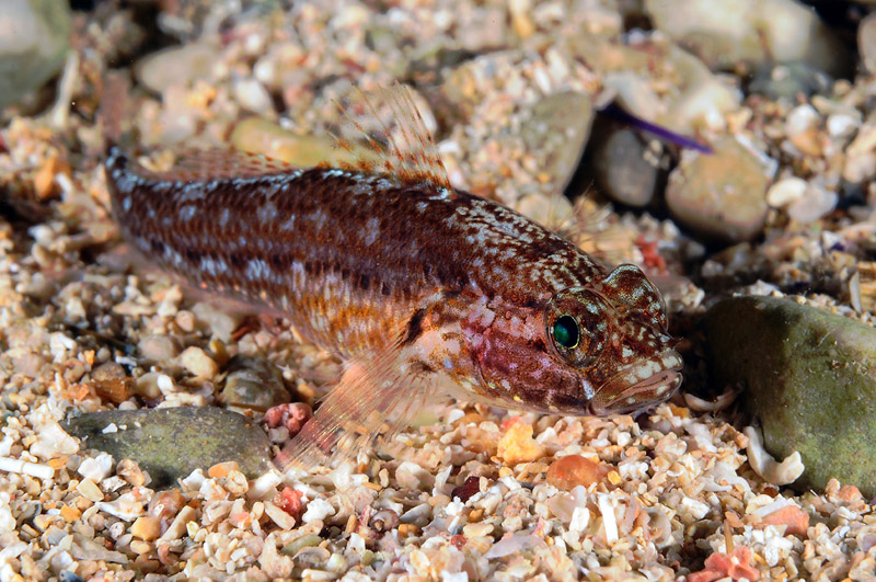 Gobius fallax by night